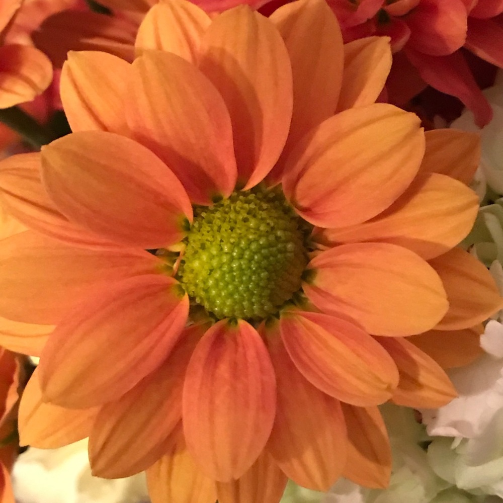 Meet your Posher, Sandy